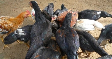 penanganan pasca panen bawang merah sesuai standard operasional (sop)  hasilkan produksi melimpah