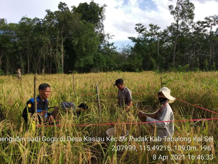 Pengubinan Padi Gogo di WKPP Kasiau BPP Maburai