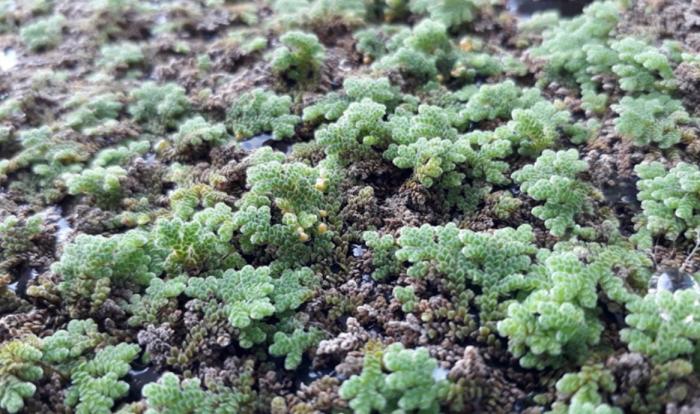 Pemanfaatan Tanaman Azolla