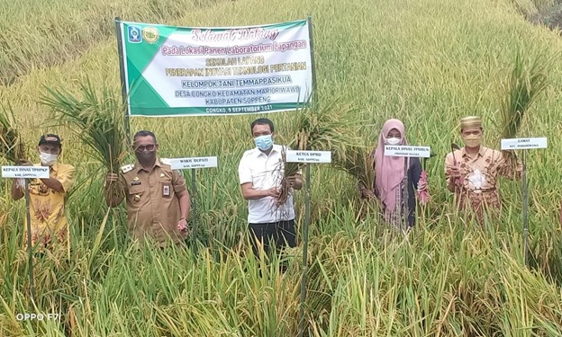 Wakil Bupati Soppeng Panen di Lokasi Sekolah Lapangan (SL)