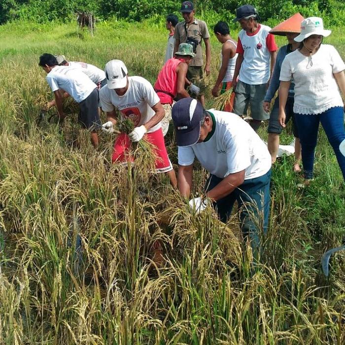Semangat Gotong Royong Petani Meliau