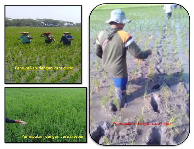 cara pemupukan tanaman padi yang benar (materi penyuluhan kelompok tani rukun makmur desa geneng kecamatan geneng kabupaten ngawi)