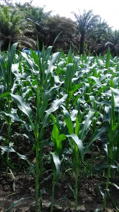 Budidaya Jagung Manis Di Lahan Sawah Tadah Hujan