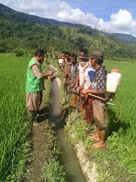 Peran Penyuluh Dalam Upaya Peningkatan Produksi Padi