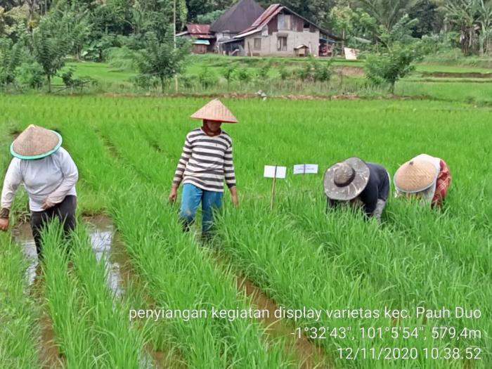 Display 11 Varietas Unggul Lokal Padi,  di Kelompok Tani  Panin Jorong Paninjauan Nagari Pauh Duo Nan Batigo Kec. Pauh Duo