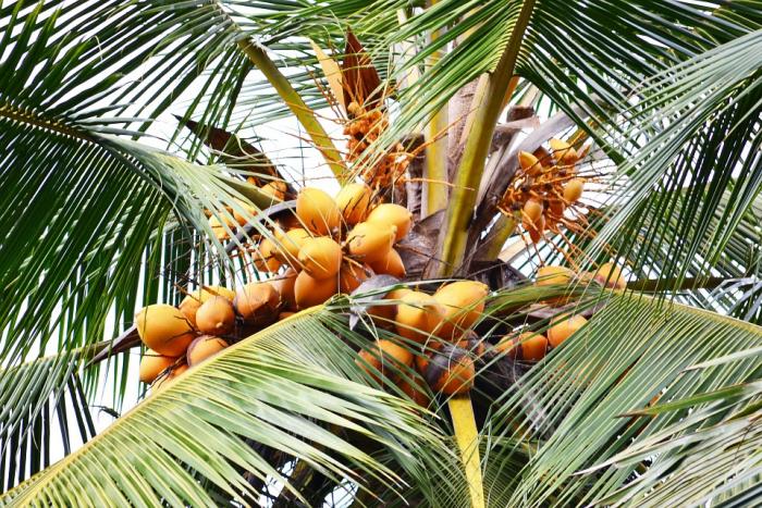 MENGENAL JENIS VARIETAS BAWANG MERAH UNGGULAN