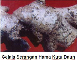 Mengenal Kawasan Budidaya Peternakan