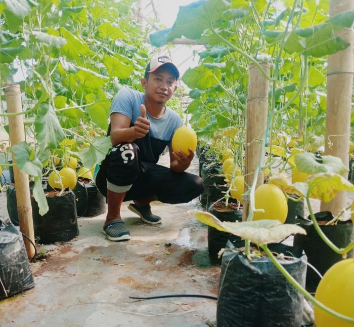 Melon Hidroponik Dengan Menggunakan Sistem Fertigasi (Irigasi Tetes)