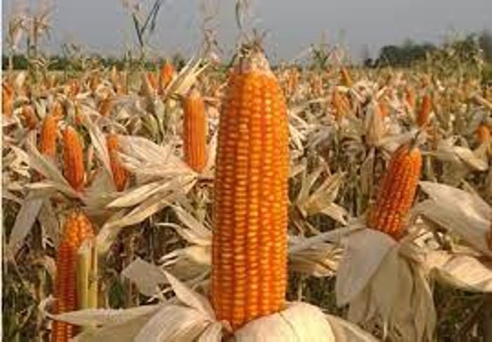 PRODUKTIVITAS JAGUNG HIBRIDA DENGAN KOMBINASI PAKET PUPUK DAN VARIETAS