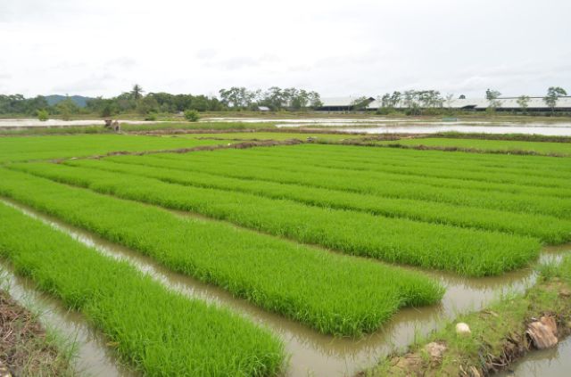 Persiapan Budidaya Tanaman Padi Sawah