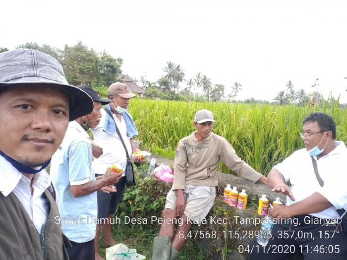 Kolaborasi Penyuluh Pertanian dan Petugas POPT-PHP, Upaya Mengamankan Produksi Padi di Kecamatan Tampaksiring Kabupaten Gianyar