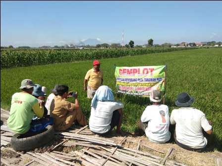 PENINGKATAN KAPASITAS PENYULUH PERTANIAN SWADAYA (PPS) KELOMPOK TANI â€œSUMBER WARU Iâ€ DESA PABEAN KECAMATAN DRINGU DEMPLOT PEMUPUKAN BERIMBANG PADA TANAMAN PADI