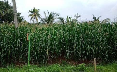 Pengendalian Hama Tikus Pada Tanaman Jagung