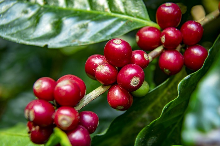 Mengenal Nematoda Parasit Tanaman Kopi