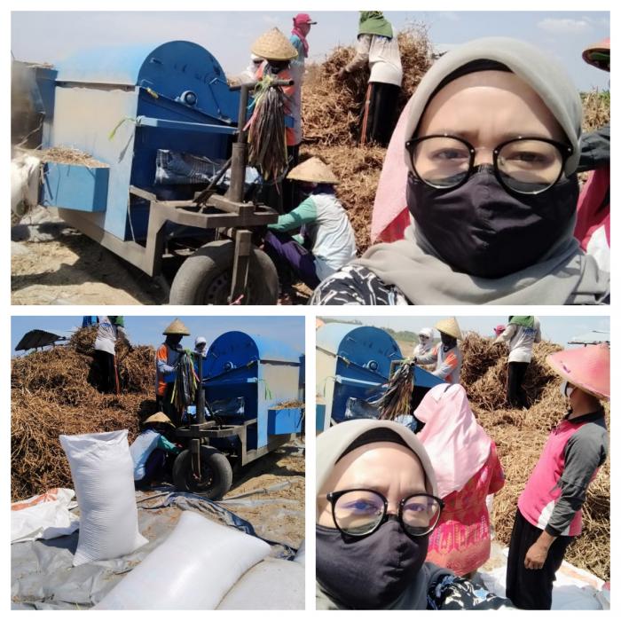 Pasca Panen Tanaman Kangkung Di Desa Banjarsari Kecamatan Trucuk Kabupaten Bojonegoro