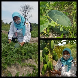 PULAU TIDUNG KECIL  DIKEMBANGKAN SEBAGAI PUSAT AGRO EDU WISATA DAN KONSERVASI (AEW)  DI  KEPULAUAN SERIBU