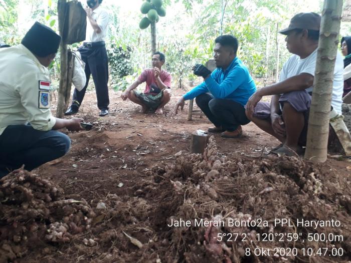 Monitoring, Evaluasi Pertanaman Dan Panen Jahe Merah Organik Di Kecamatan Tompobulu Kab. Bantaeng