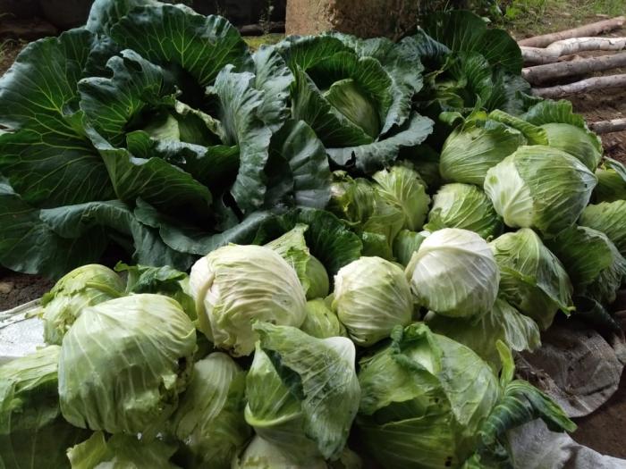 PANEN KUBIS ORGANIK DI KABUPATEN INDRAGIRI HULU