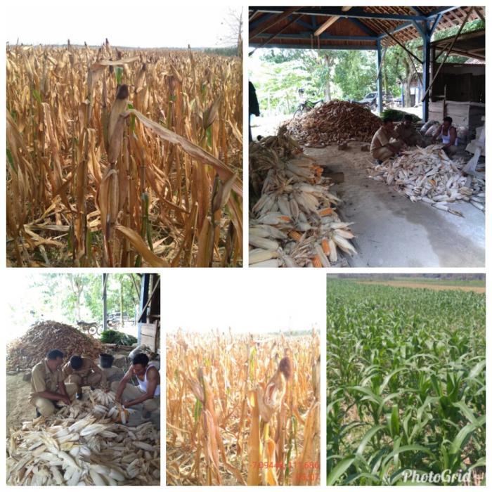 PASCA PANEN JAGUNG DENGAN SISTEM TUNDA JUAL