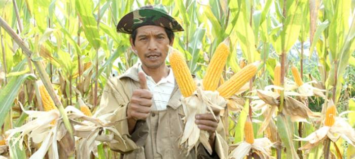 PENGELOLAAN TANAMAN TERPADU PADI