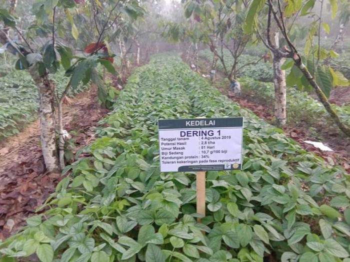 STRATEGI PENCAPAIAN TARGET PENINGKATAN PRODUKSI KOPI MELALUI KOSTRATANI