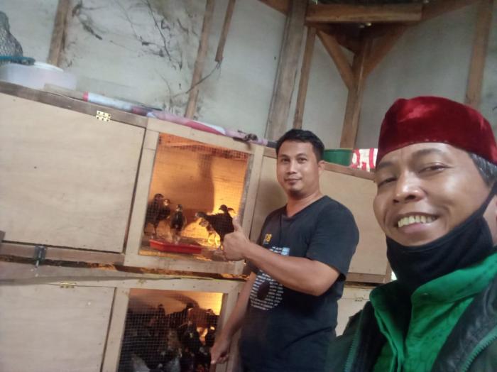 Ktna Kecamatan Bojongsari : Ternak Ayam Kampung, Modal Kecil, Peluang Menjanjikan