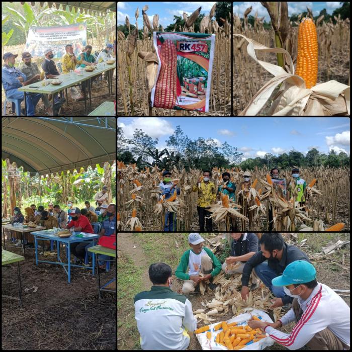 PANEN RAYA JAGUNG KOMPOSIT RK457 DI KECAMATAN HARUAI