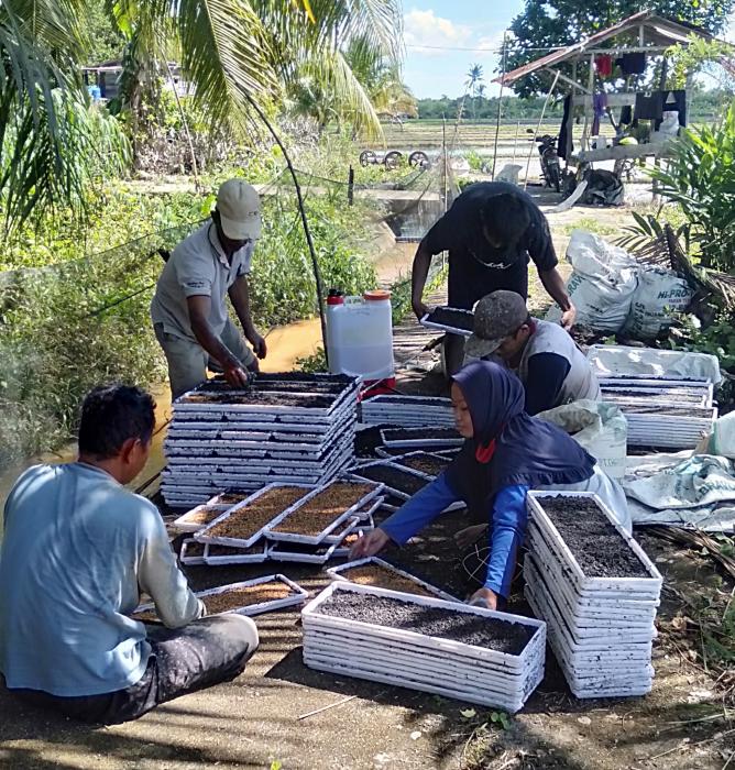 PENYEMAIN PADI MENGGUNAKAN DAPOK DI POKTAN PADAIDI KELURAHAN MANSAPA