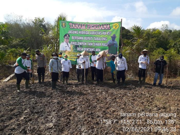 TANAM JAGUNG PERDANA
