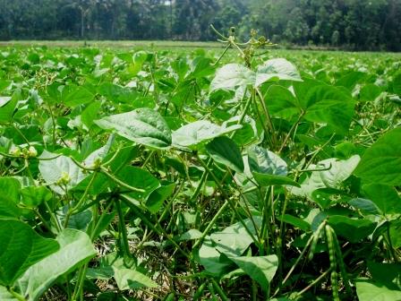 Penanganan Konflik di Perkebunan Sawit