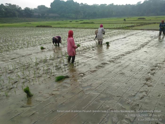 Kegiatan Percepatan Tanam padi sawah bulan Juni 2020 di Kec Rangkasbitung