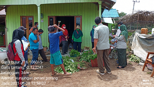Tanaman Porang Lokal di Paser Kalimatan Timur