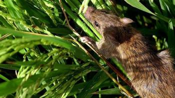 PENGENDALIAN HAMA TIKUS SECARA TERPADU