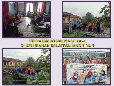 Kegiatan Sosialisasi Tanaman Obat Keluarga (toga) Di Kelurahan Selatpanjang Timur