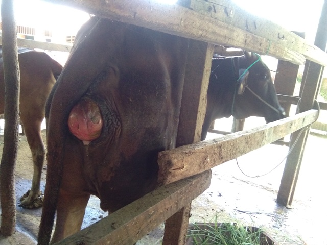 Prolapsus Pada Sapi