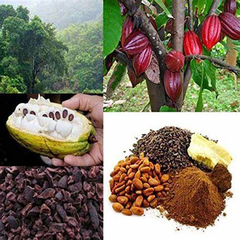 GANGGUAN REPRODUKSI, BENARKAH KARENA INSEMINASI BUATAN (IB) ? 