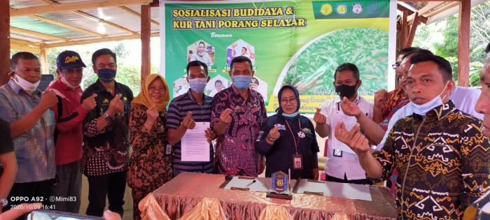 SOSIALISASI BUDIDAYA PORANG DAN KUR TANI SELAYAR