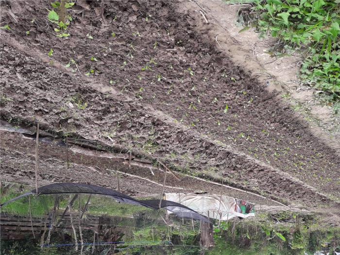 PENANAMAN SAYURAN DI LOKASI POKTAN BPP. KECAMATAN KAMBU