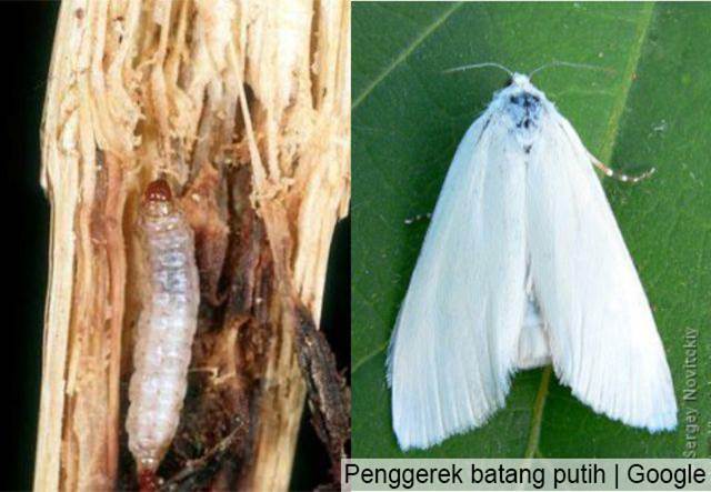 Mengenal Hama Utama Tanaman Jagung