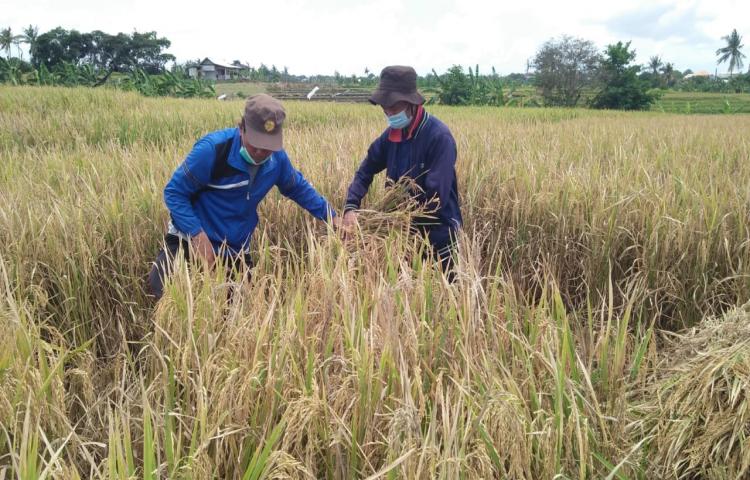 Pengambilan Ubinan Dalam Rangka Mengikuti Lomba Produktivitas Pajale Kabupaten Badung