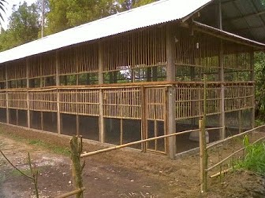 TEKNOLOGI BUDENA KAYU PUTIH