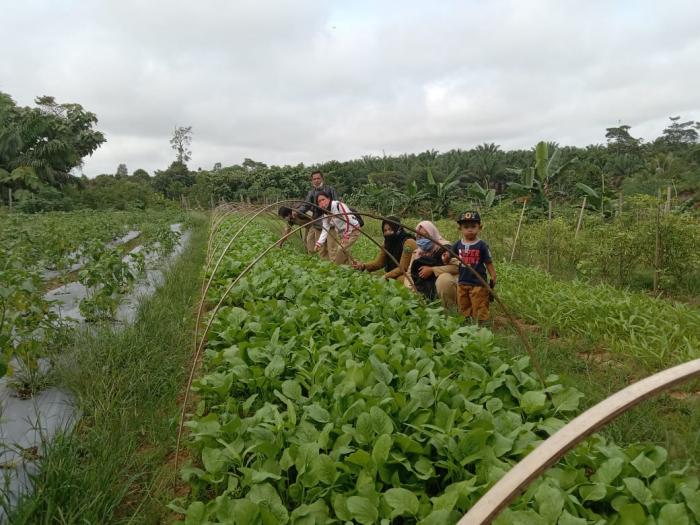 Prospek Budidaya Sayuran Di Kecamatan Tulin Onsoi