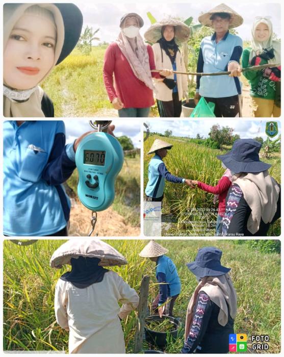 Pengambilan Sampel Ubinan Di Lahan Poktan Usaha Baru Desa Rantau Karau Raya Kec. Sungai Pandan Kab. Hsu