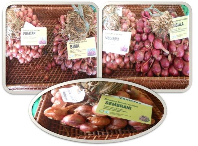 Peran Penyuluh Memperbaiki Budidaya Vanili Petani Tradisional