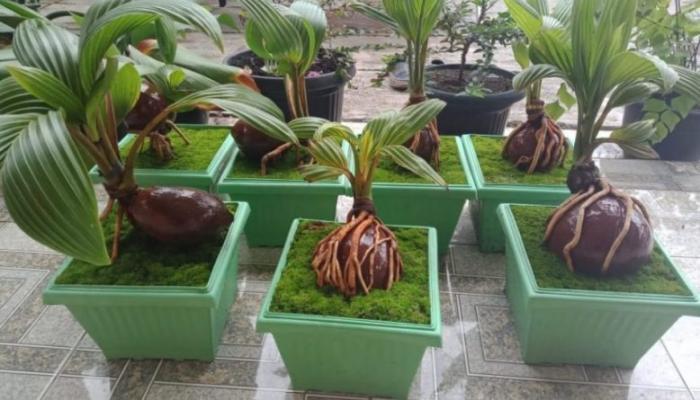 CITRA TEMBAKAU KETIKA MENJADI ROKOK