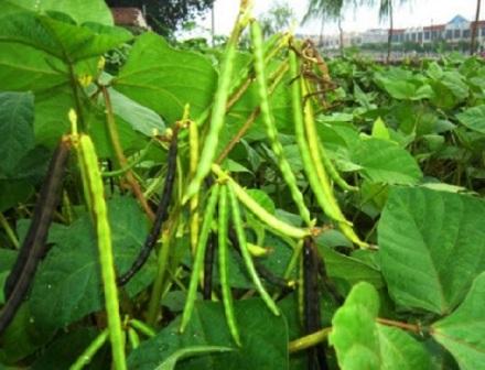 Perawatan tanaman Kacang Hijau dipertanaman