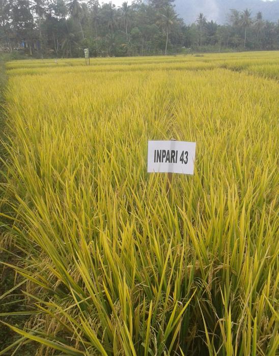 Budidaya Padi Sistem Gogo Rancah  di Lahan Sawah  untuk Mengantisipasi Kekurangan Air
