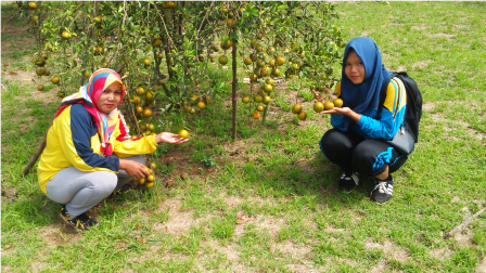 PEMUPUKAN PADI SAWAH