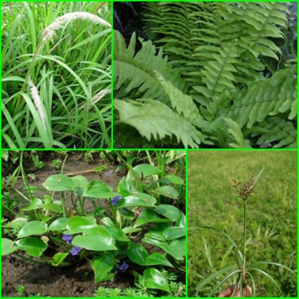 Cekaman Gulma Terhadap Tanaman Budidaya (weed Stress) 