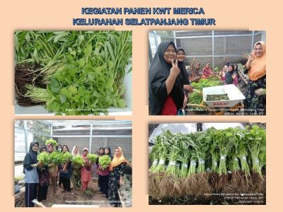 Kegiatan Panen Di Demplot Kwt Merica Kelurahan Selatpanjang Timur